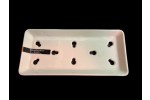 WP1070 NETA PLATE W/H